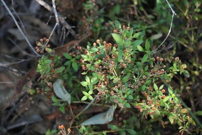 Pomax umbellata, photographed by Greg Tasney