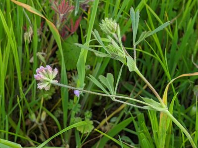 Trifolium bifidum, photographed by Ken-ichi Ueda