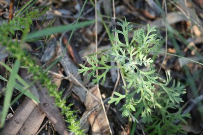 Actinotus helianthi, photographed by Greg Tasney