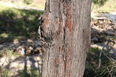 Eucalyptus baileyana, photographed by Greg Tasney
