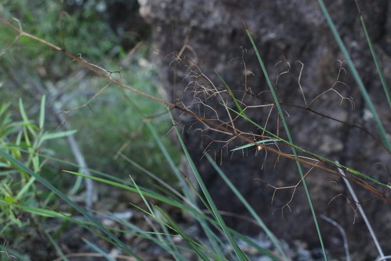 Dianella longifolia, photographed by Greg Tasney