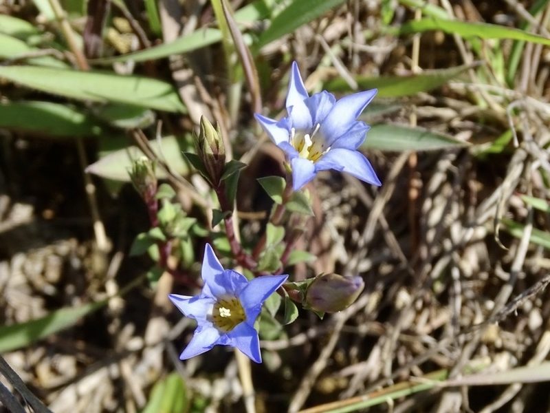 Gentiana loureiroi, photographed by Toby Y