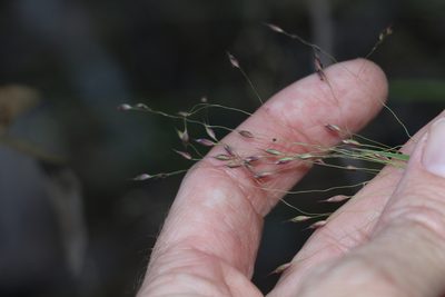 Eriachne pallescens, photographed by Greg Tasney