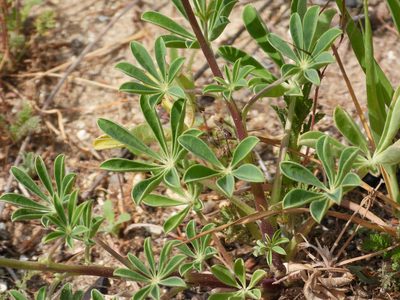 Lupinus succulentus, photographed by James M. Maley