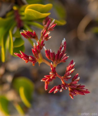 Limonium paulayanum, photographed by Morten Ross