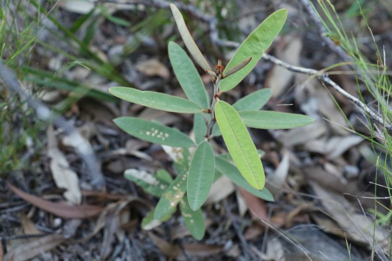 Hovea planifolia, photographed by Greg Tasney