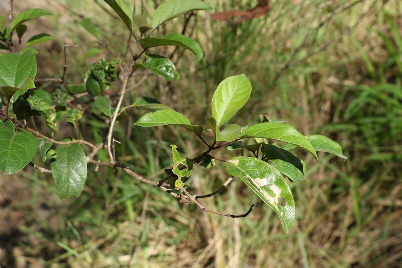 Clerodendrum tomentosum, photographed by Greg Tasney