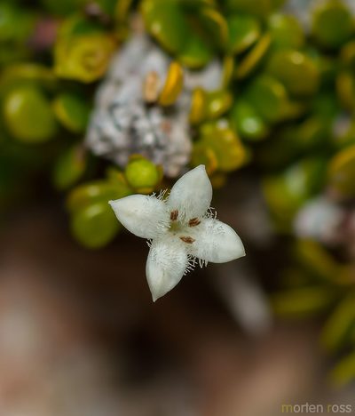 Dirichletia virgata, photographed by Morten Ross