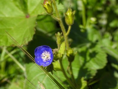 Phacelia viscida, photographed by James M. Maley