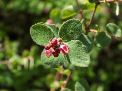 Symphoricarpos mollis