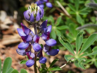 Lupinus succulentus, photographed by James M. Maley