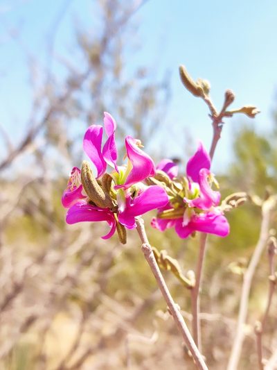 Harpalyce arborescens, photographed by Guillermo Huerta Ramos