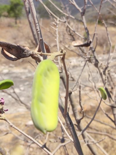 Harpalyce arborescens, photographed by Guillermo Huerta Ramos