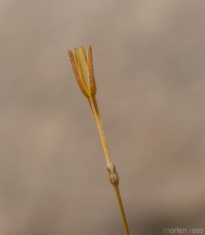 Kohautia socotrana, photographed by Morten Ross