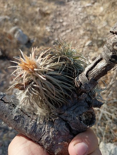 Tillandsia atroviridipetala, photographed by Ulises Emmanuel Martínez Burgos