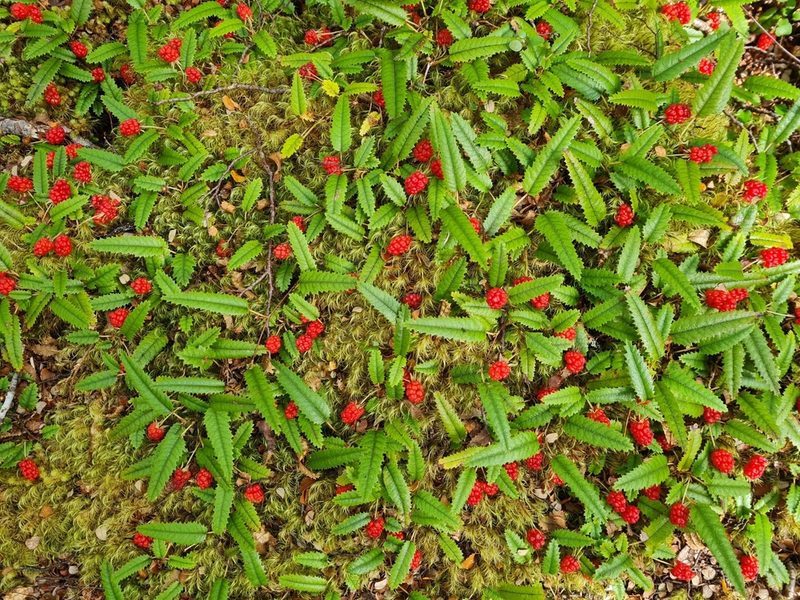 Rubus parvus, photographed by gnapp