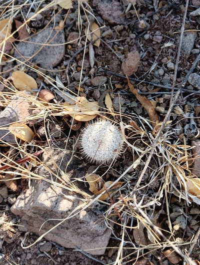 Mammillaria haageana, photographed by Ulises Emmanuel Martínez Burgos
