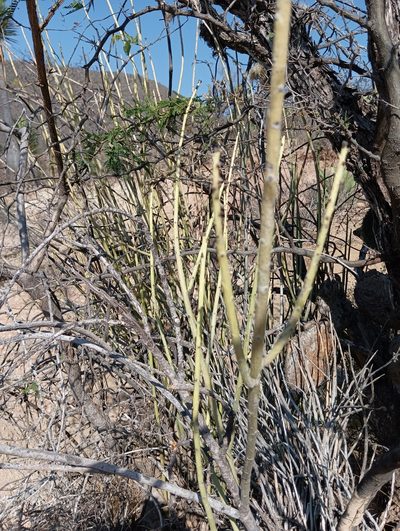 Euphorbia rossiana, photographed by Ulises Emmanuel Martínez Burgos