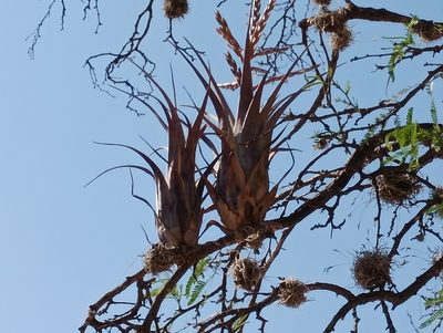 Tillandsia tehuacana, photographed by Ulises Emmanuel Martínez Burgos