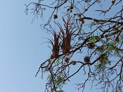 Tillandsia tehuacana, photographed by Ulises Emmanuel Martínez Burgos
