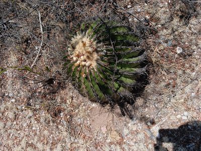 Echinocactus platyacanthus, photographed by Ulises Emmanuel Martínez Burgos