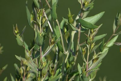 Lepidium latifolium, photographed by Nathanael Aff