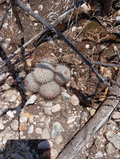 Mammillaria haageana, photographed by Ulises Emmanuel Martínez Burgos