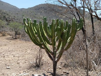 Myrtillocactus geometrizans, photographed by Ulises Emmanuel Martínez Burgos