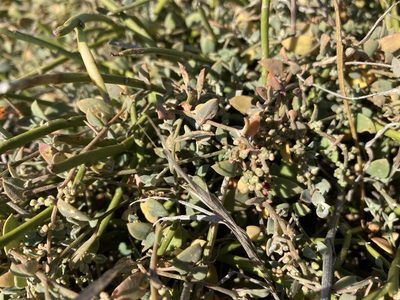 Chenopodium triandrum, photographed by Sarah Richardson