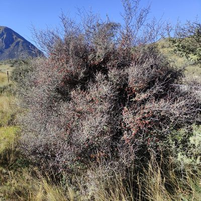 Corokia cotoneaster, photographed by Jenny Saito