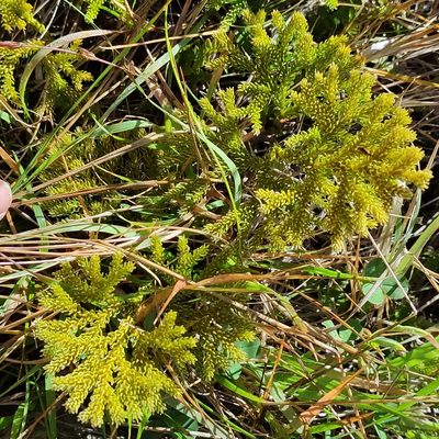 Austrolycopodium fastigiatum, photographed by Jenny Saito