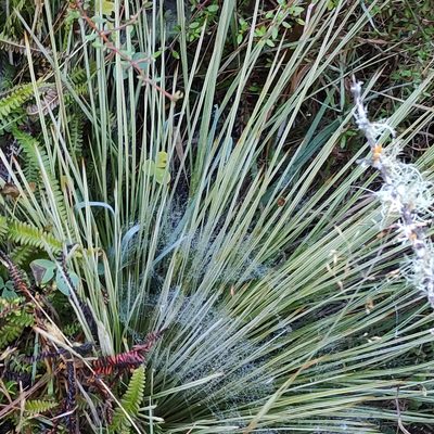 Aciphylla subflabellata, photographed by Jenny Saito