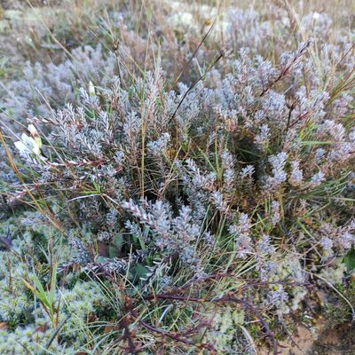 Acrothamnus colensoi, photographed by Jenny Saito