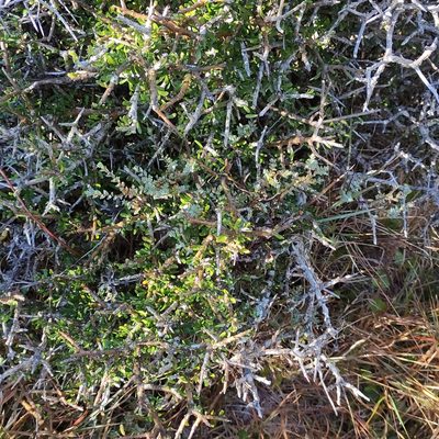 Melicytus alpinus, photographed by Jenny Saito