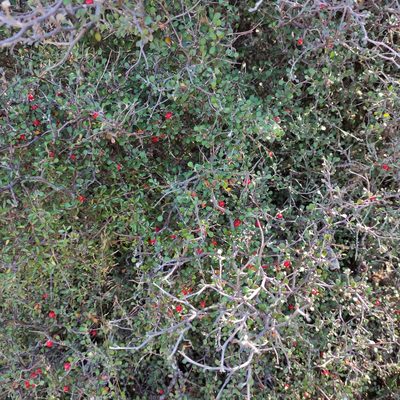 Corokia cotoneaster, photographed by Jenny Saito