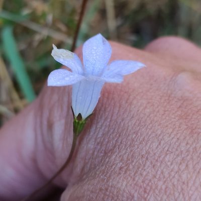 Wahlenbergia albomarginata, photographed by Jenny Saito