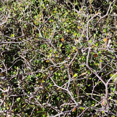 Corokia cotoneaster, photographed by Jenny Saito