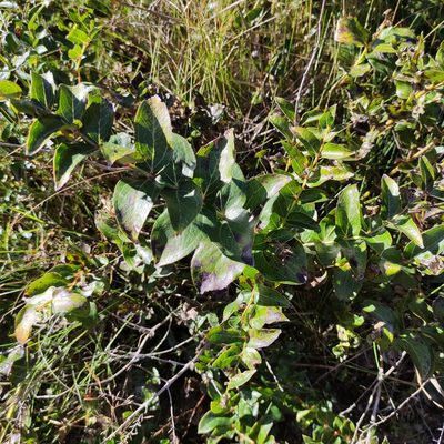 Coriaria arborea, photographed by Jenny Saito