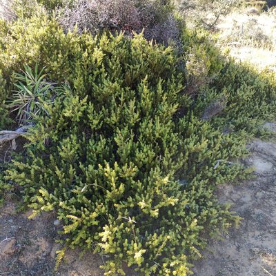 Podocarpus nivalis, photographed by Jenny Saito