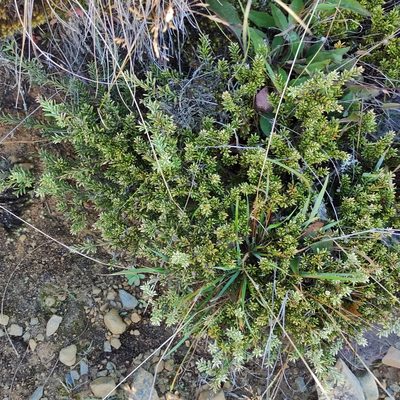 Podocarpus nivalis, photographed by Jenny Saito