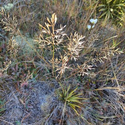 Agrostis capillaris, photographed by Jenny Saito