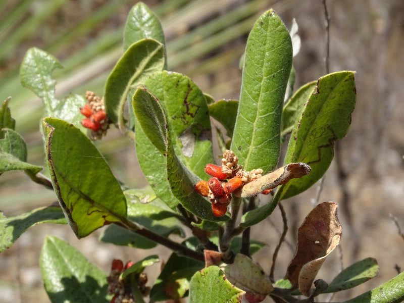 Rhus standleyi, photographed by Alexis López Hernández