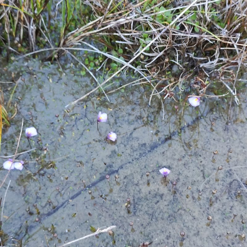 Utricularia dichotoma, photographed by Jenny Saito