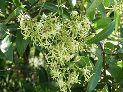 Anodendron affine, photographed by Toby Y