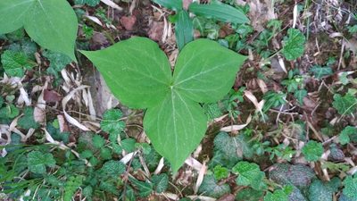 Trillium tschonoskii, photographed by Cynthia Su