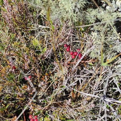 Acrothamnus colensoi, photographed by Jenny Saito