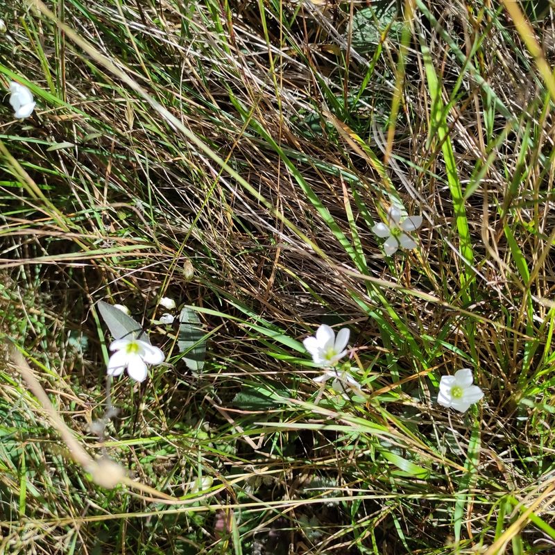 Gentianella grisebachii, photographed by Jenny Saito