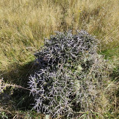 Melicytus alpinus, photographed by Jenny Saito