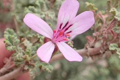 Pelargonium quercifolium, photographed by Peter Warren