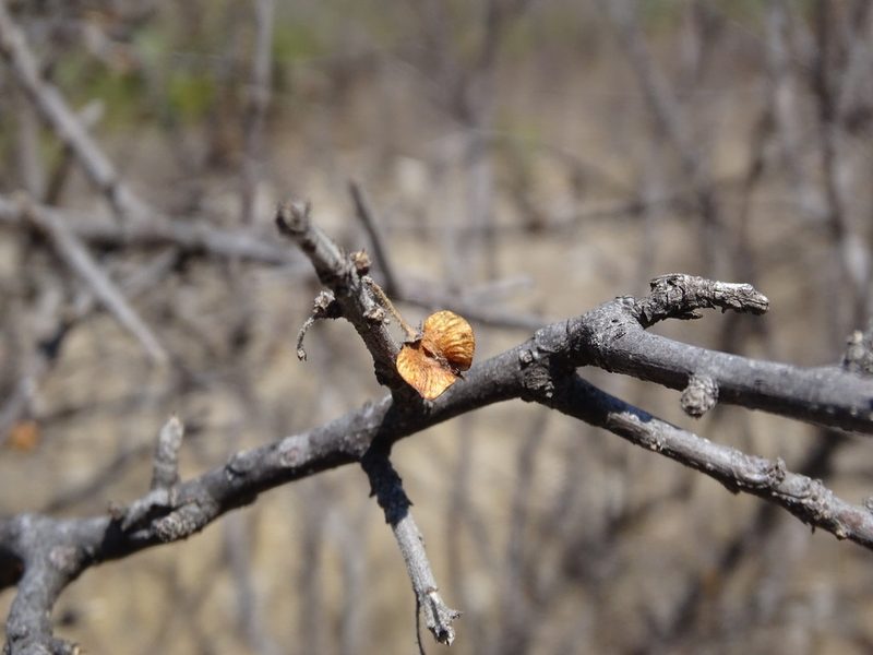 Wimmeria microphylla, photographed by Alexis López Hernández
